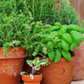 What is the most useful herb to grow?