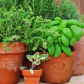 The Most Useful Herbs for Your Garden