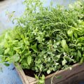 What herbs are worth growing?