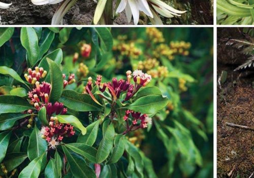 4 Medicinal Plants: Ancient Remedies for Modern Times