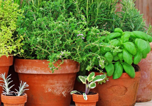 What is the most useful herb to grow?