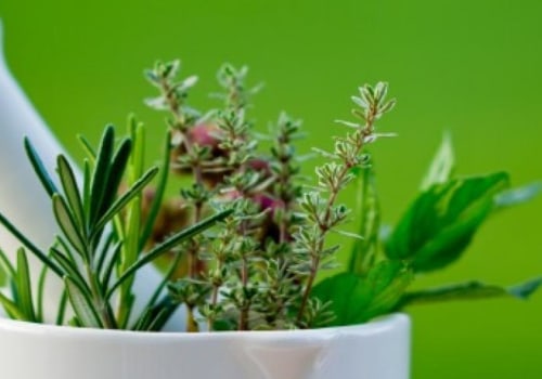 10 Herbs That Heal: A Guide to Common Medicinal Herbs